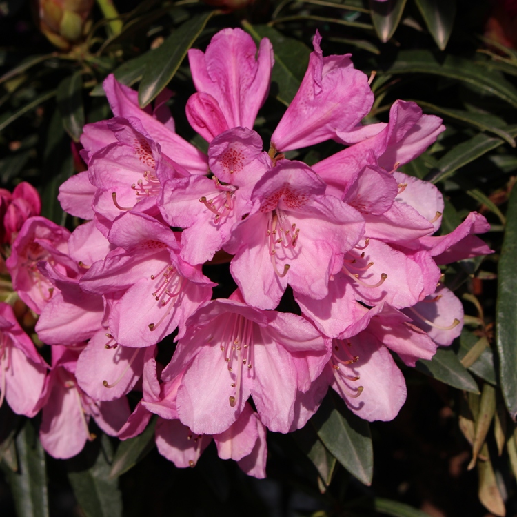 RHODODENDRON HYBRIDUM ROSEUM ELEGANS