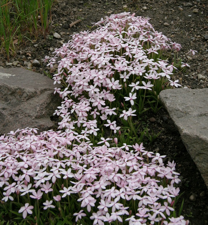 RHODOHYPOXIS BAURII