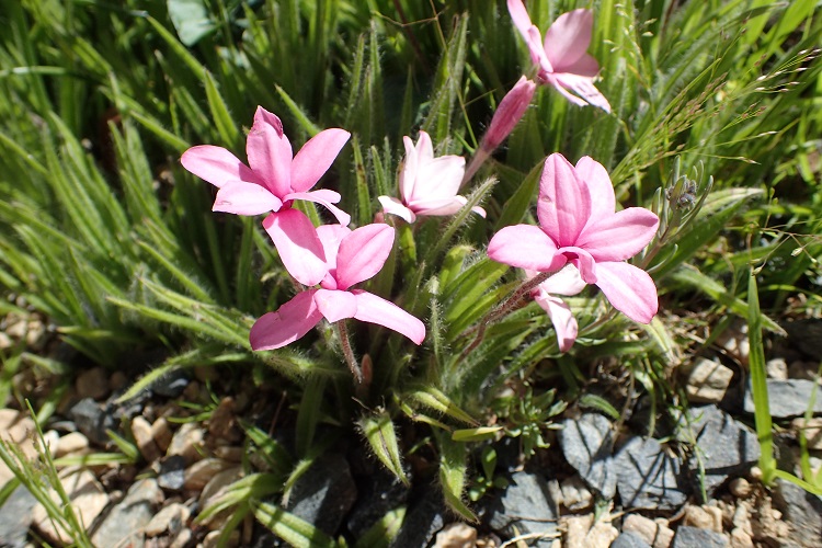 RHODOHYPOXIS BAURII