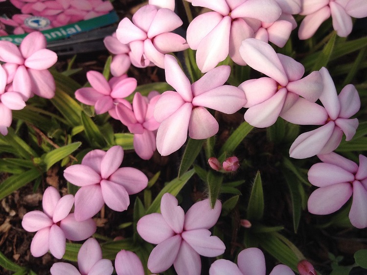 RHODOHYPOXIS BAURII