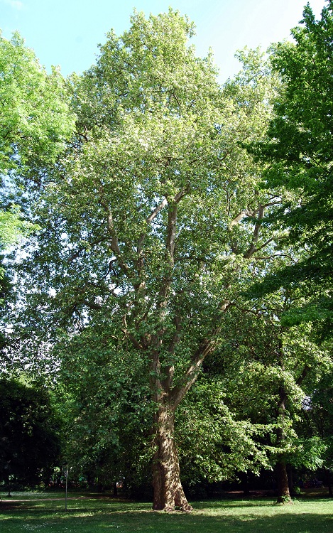 PLATANUS ACERIFOLIA