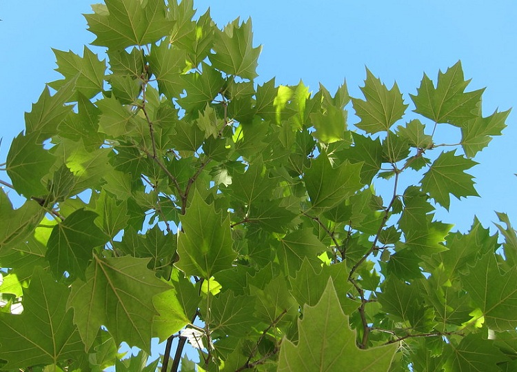 PLATANUS ACERIFOLIA