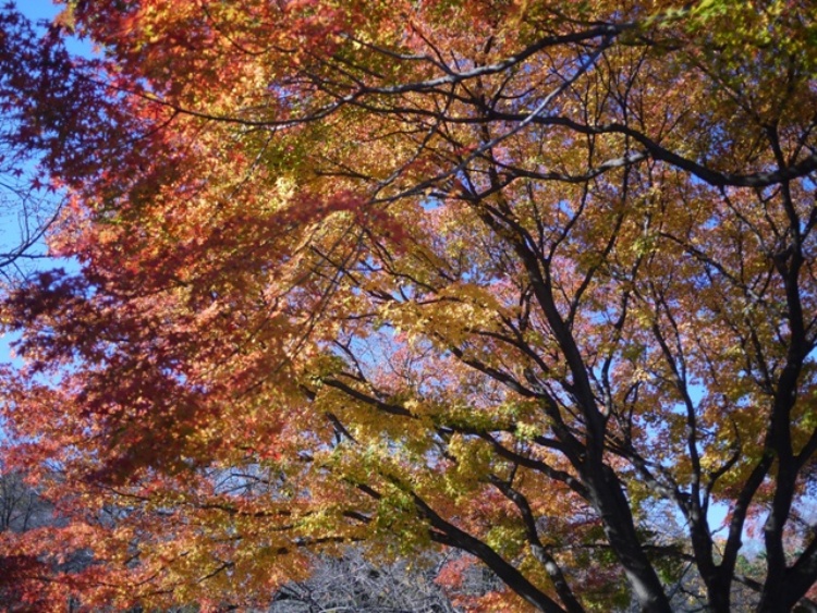 ACER PALMATUM KATSURA