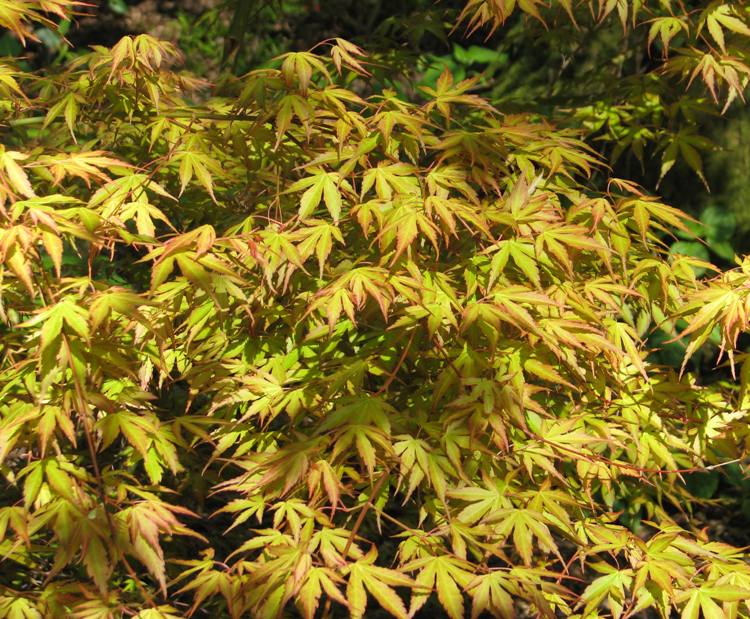 ACER PALMATUM KATSURA