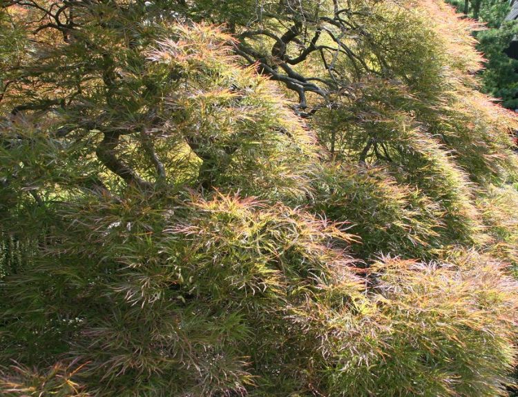ACER PALMATUM DISSECTUM IN VARIETA'