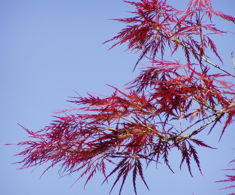 ACER PALMATUM DISSECTUM IN VARIETA'
