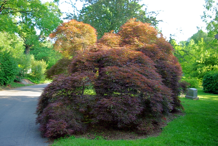 ACER PALMATUM DISSECTUM INABA SHIDARE