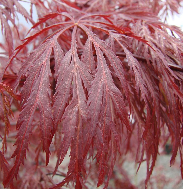 ACER PALMATUM DISSECTUM INABA SHIDARE