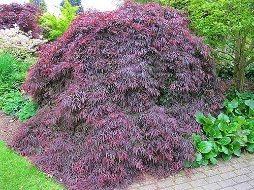 ACER PALMATUM DISSECTUM NIGRUM
