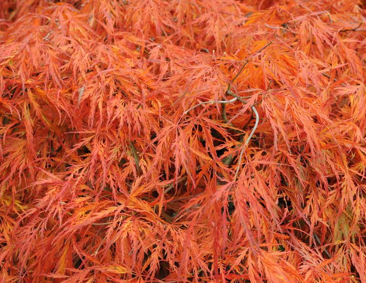 ACER PALMATUM DISSECTUM RUBRUM