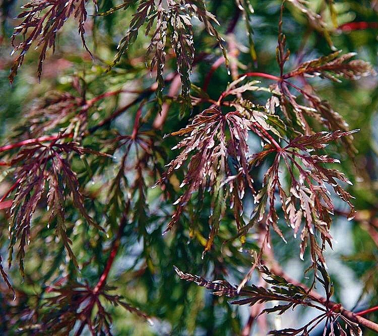 ACER PALMATUM DISSECTUM TAMUKEYAMA