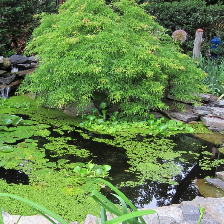 ACER PALMATUM DISSECTUM VIRIDIS