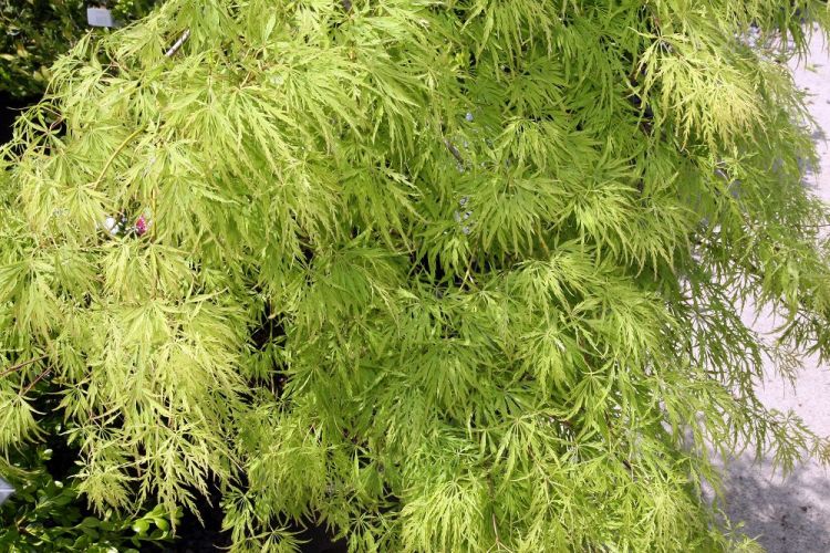 ACER PALMATUM DISSECTUM VIRIDIS