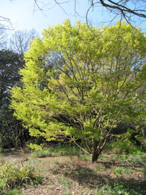 ACER PALMATUM SANGO KAKU