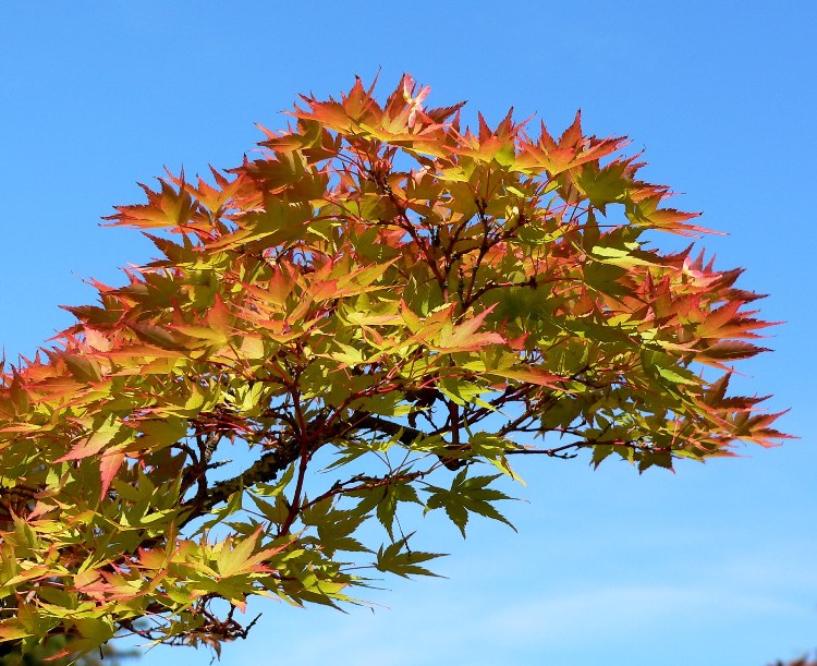ACER PALMATUM SANGO KAKU