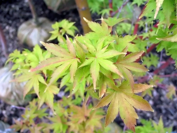 ACER PALMATUM SANGO KAKU