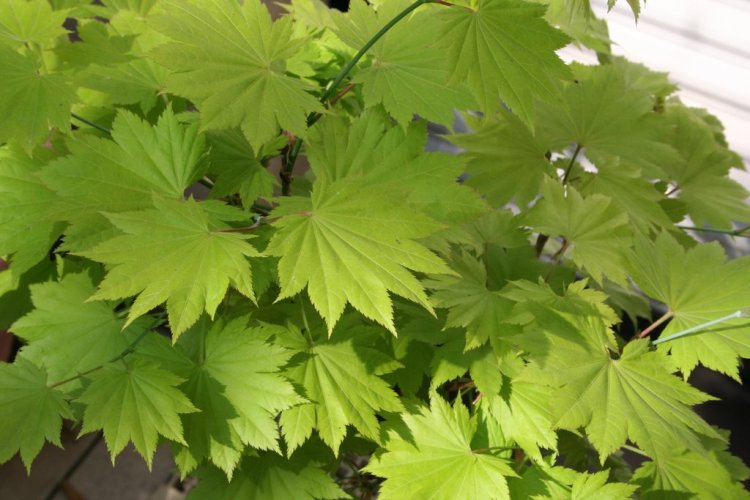 ACER PALMATUM SHIRASAWANUM JORDAN