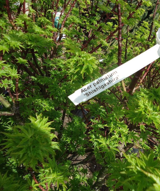 ACER PALMATUM SHISHIGASHIRA