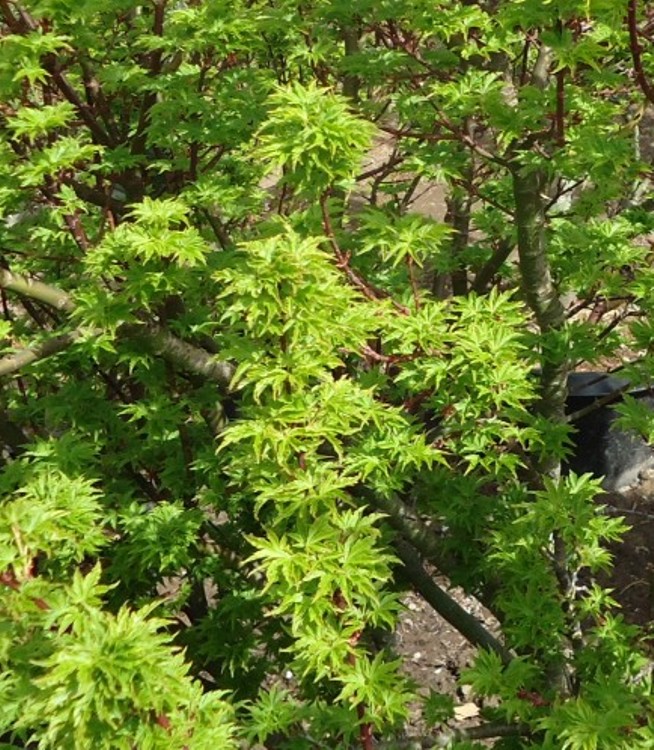 ACER PALMATUM SHISHIGASHIRA