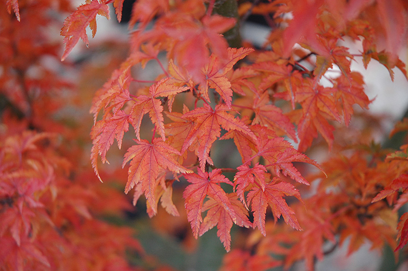 ACER PALMATUM SHISHIGASHIRA