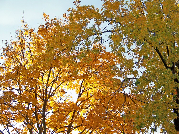 ACER PALMATUM SUMMER GOLD