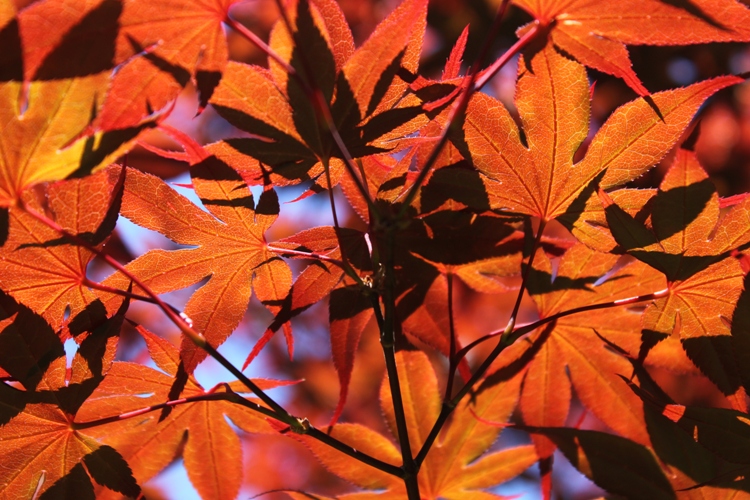 ACER PALMATUM SUMMER GOLD