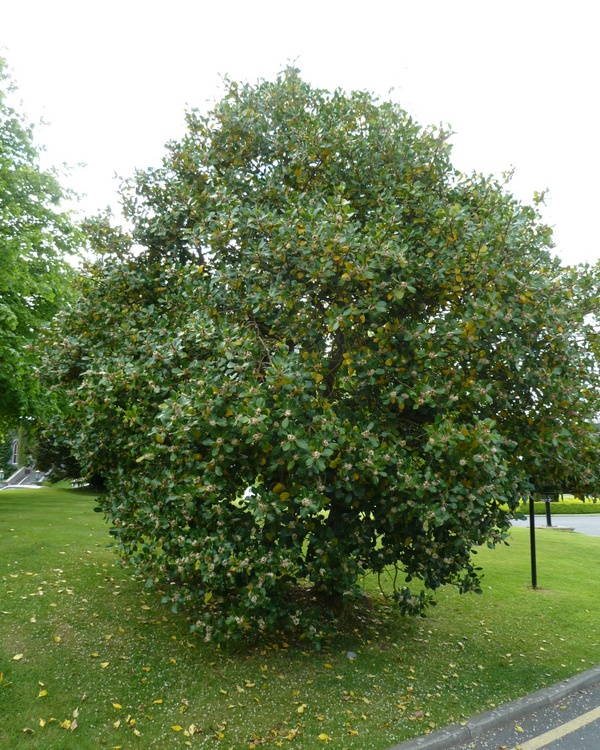 ILEX ALTACLERENSIS CAMELLIIFOLIA