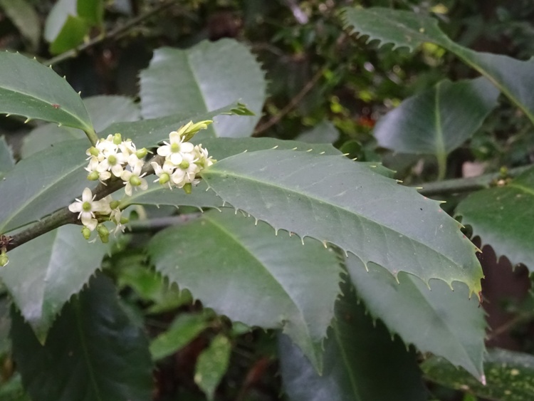 ILEX AQUIFOLIUM CASTANEIFOLIA ALBERETTO