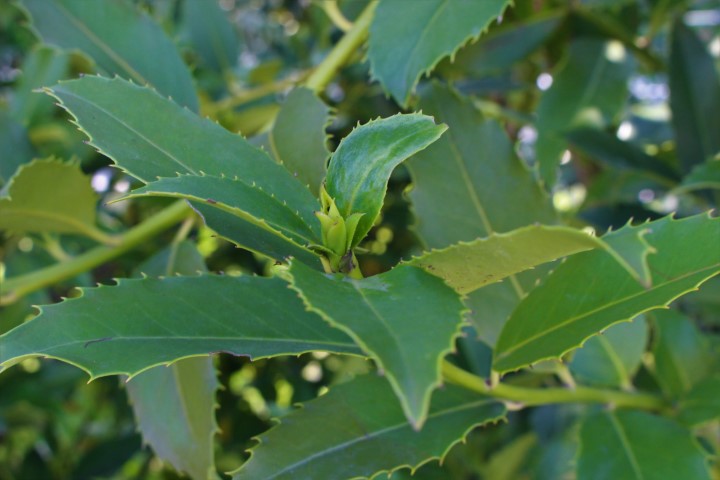 ILEX AQUIFOLIUM CASTANEIFOLIA ALBERETTO