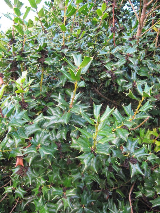 ILEX CORNUTA