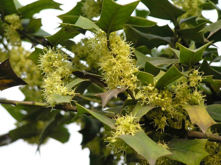 ILEX CORNUTA
