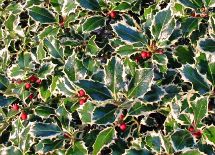 ILEX AQUIFOLIUM SILVER QUEEN