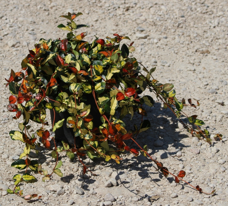 TRACHELOSPERMUM ASIATICUM SUMMER SUNSET