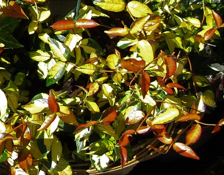 TRACHELOSPERMUM ASIATICUM SUMMER SUNSET