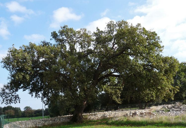 QUERCUS PUBESCENS