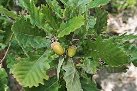 QUERCUS PUBESCENS