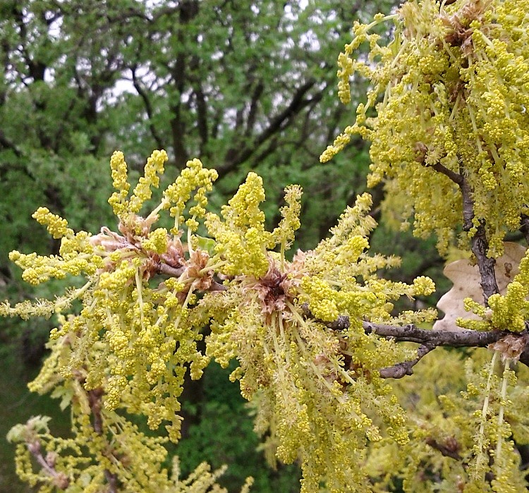QUERCUS PUBESCENS