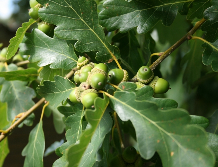 QUERCUS PETRAEA