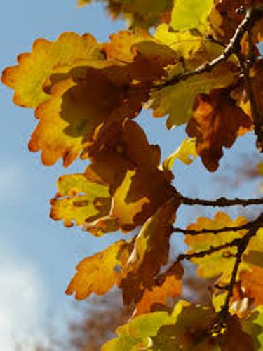 QUERCUS PETRAEA