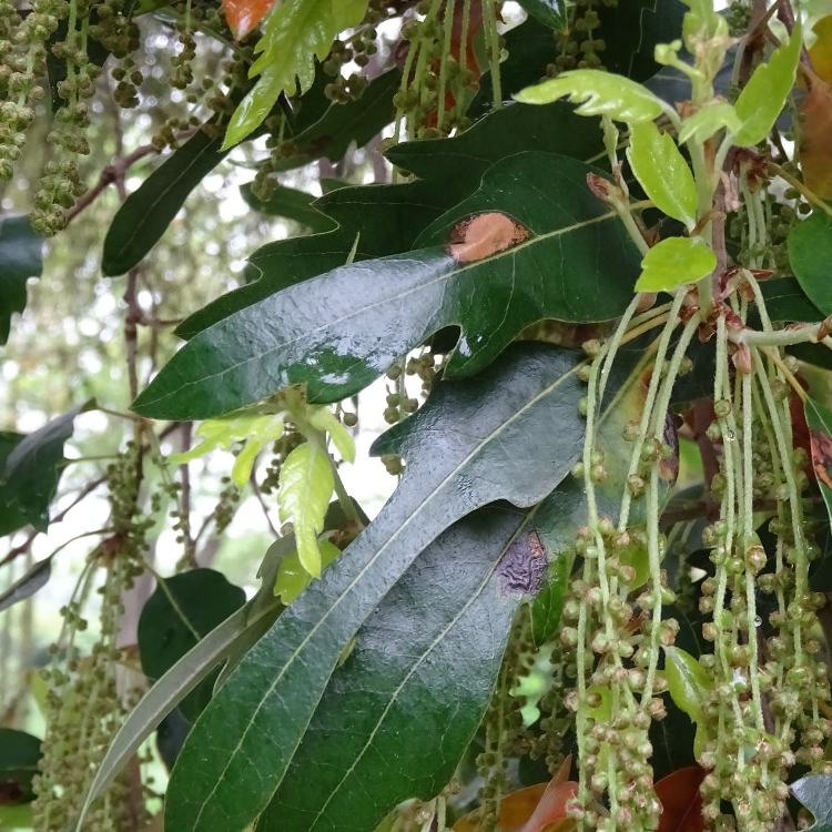 QUERCUS X HISPANICA WAASLAND SELECT