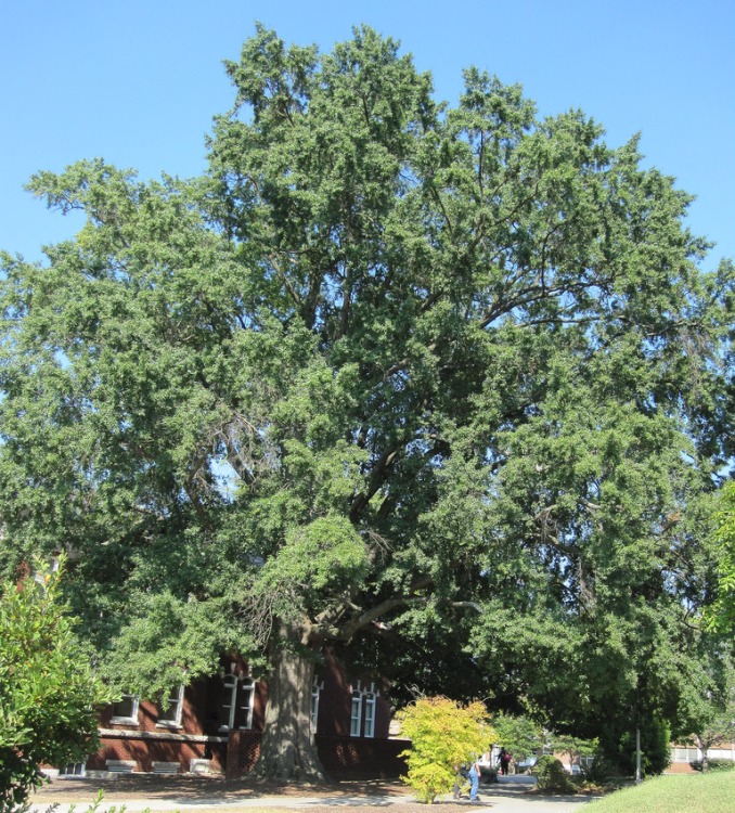 QUERCUS PHELLOS