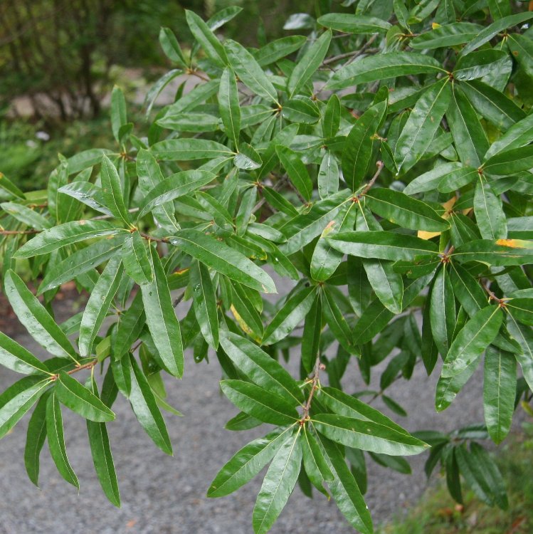 QUERCUS PHELLOS