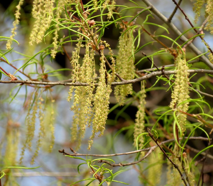 QUERCUS PHELLOS
