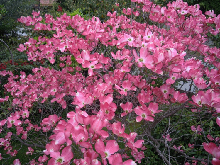 CORNUS FLORIDA RED SUNSET