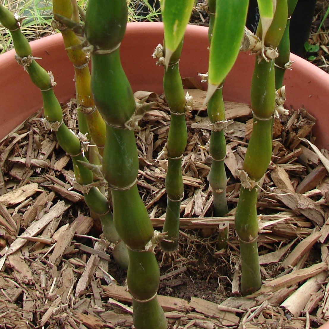 BAMBUSA VENTRICOSA KIMMEI