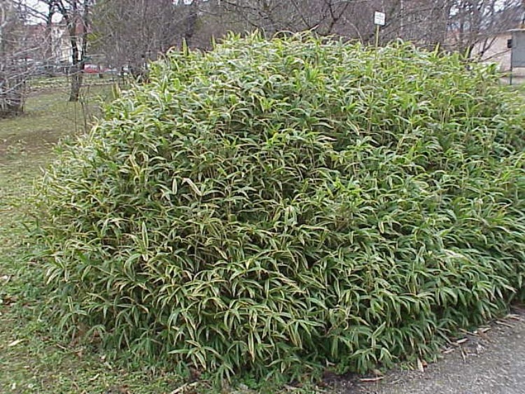 ARUNDINARIA PYGMAEA