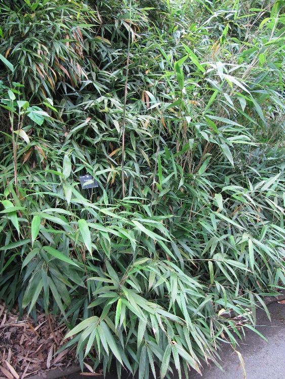 PSEUDOSASA JAPONICA TSUTSUMIANA