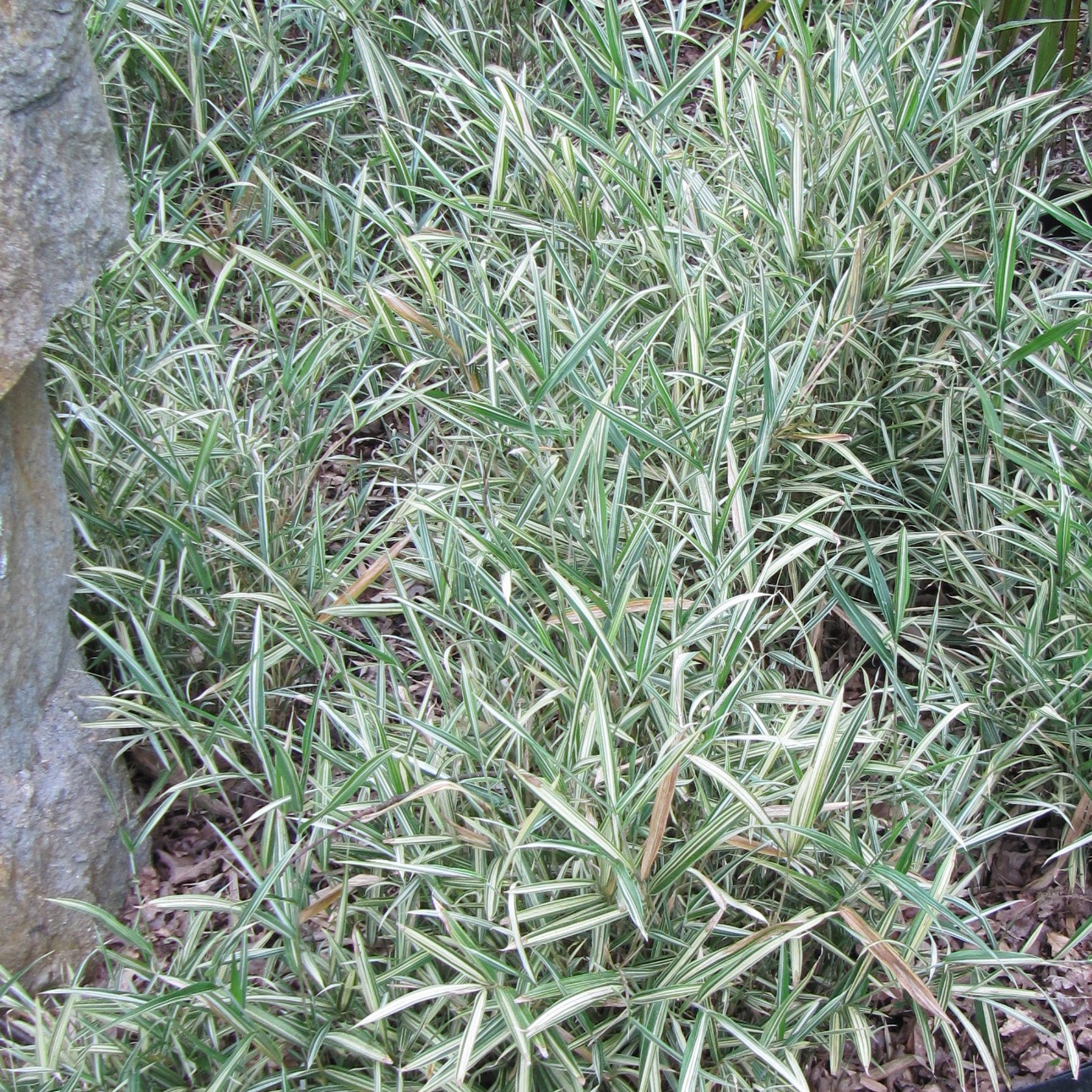 PLEIOBLASTUS CHINO ELEGANTISSIMA