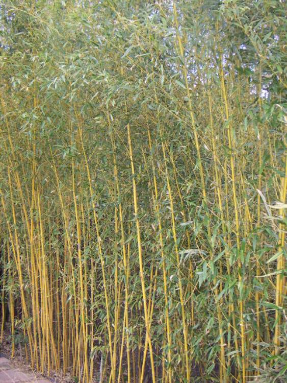 PHYLLOSTACHYS AUREOSULCATA SPECTABILIS