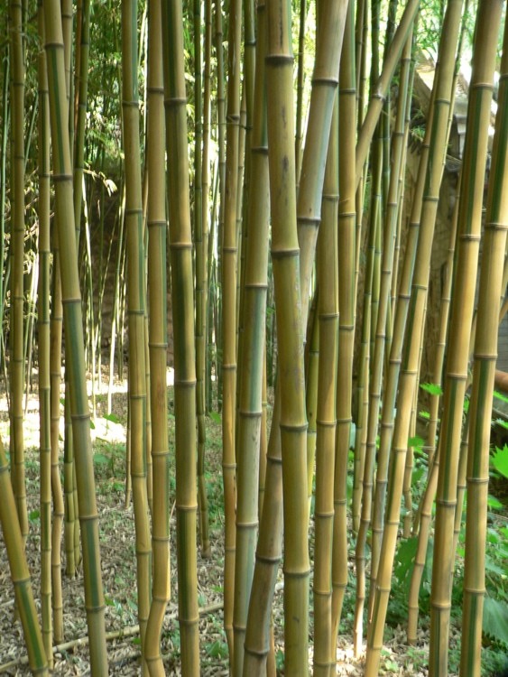PHYLLOSTACHYS AUREOSULCATA SPECTABILIS